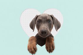 A puppy in the cutout of a heart