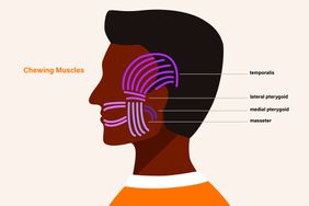 chewing muscles