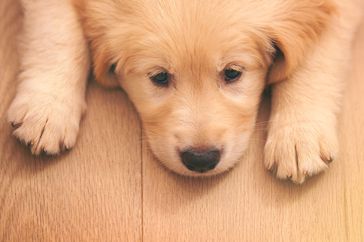 sad puppy