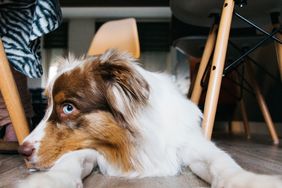 dog under table