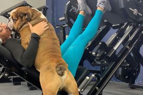 gus the bulldog saying hello to someone working out