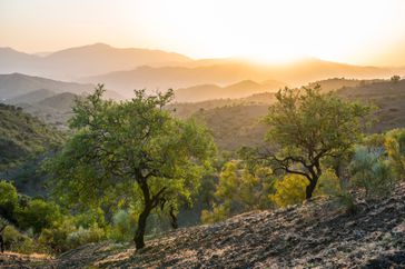 a photo of a landscape featuring olive trees