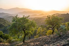 a photo of a landscape featuring olive trees