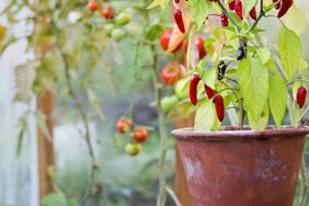 peppers in a pot