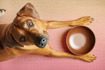 a photo of a dog looking up with an empty food bowl