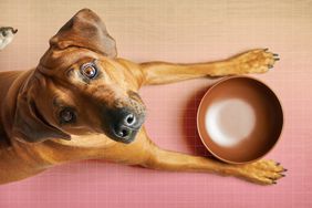 a photo of a dog looking up with an empty food bowl