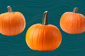 a collage of pumpkins on a dark teal background