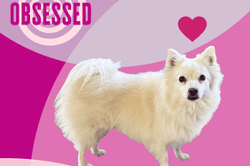 Grits the dog Jaime Milan Obsessed